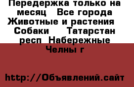 Передержка только на месяц - Все города Животные и растения » Собаки   . Татарстан респ.,Набережные Челны г.